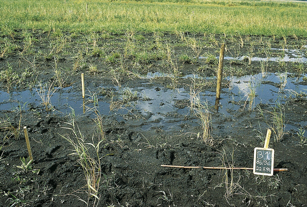 Schilfpflanzen Versuchsparzelle 