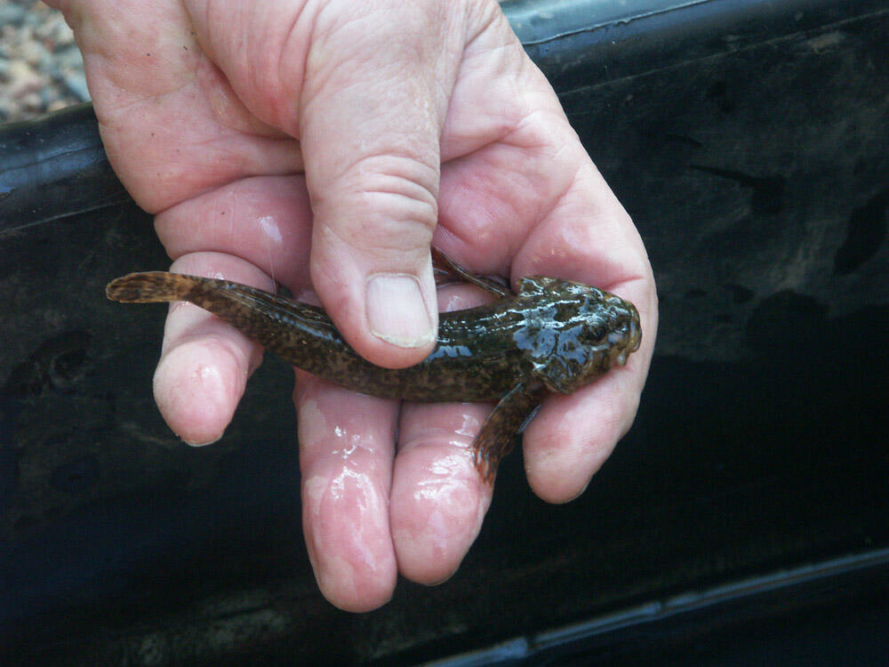 Groppe &copy; Eckhard Jedicke