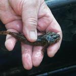 Groppe &copy; Eckhard Jedicke