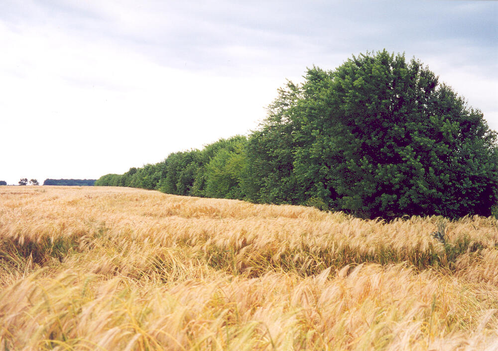 Heckenstruktur &copy; UFZ Dr. B.C. Meyer