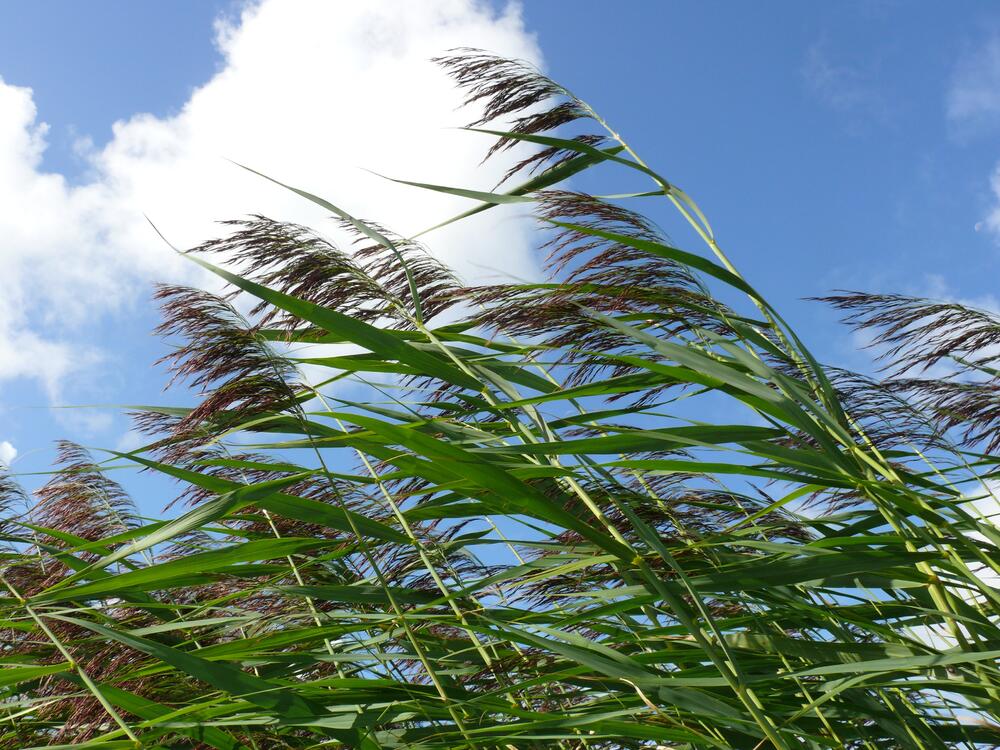 Schilf <i>Phragmites communis</i> &copy; Uwe Fuellhaas