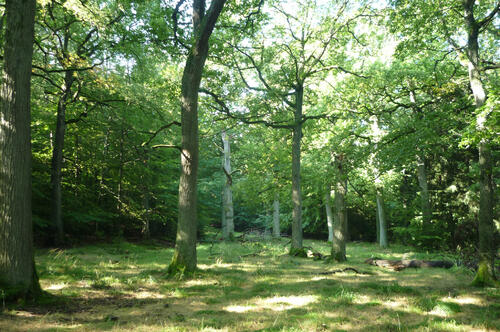 Sehen Sie selbst... © Bundesforstbetrieb Thüringen-Erzgebirge/ Reiner Künstler