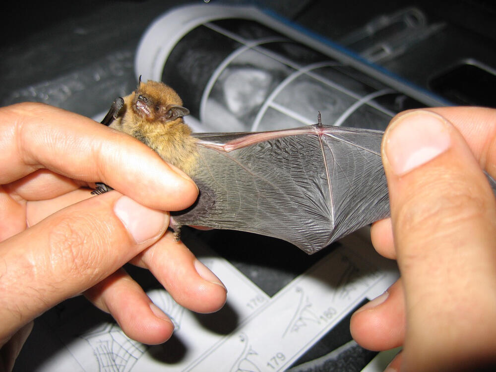 Fledermaus &copy; Gerald Kerth