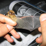 Fledermaus &copy; Gerald Kerth