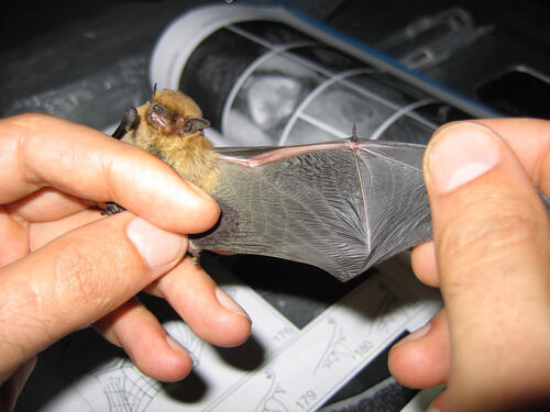 Fledermaus &copy; Gerald Kerth