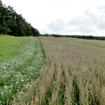 Feld &copy; Holger Pfeffer