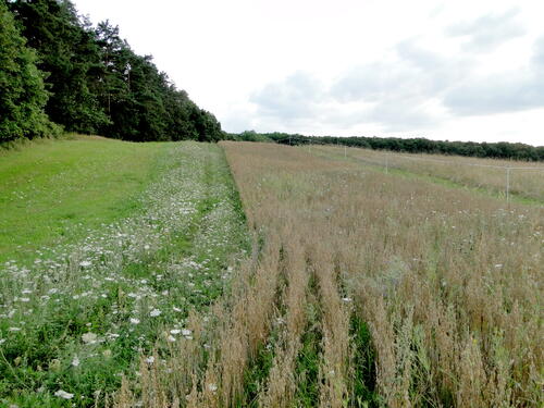 Feld &copy; Holger Pfeffer