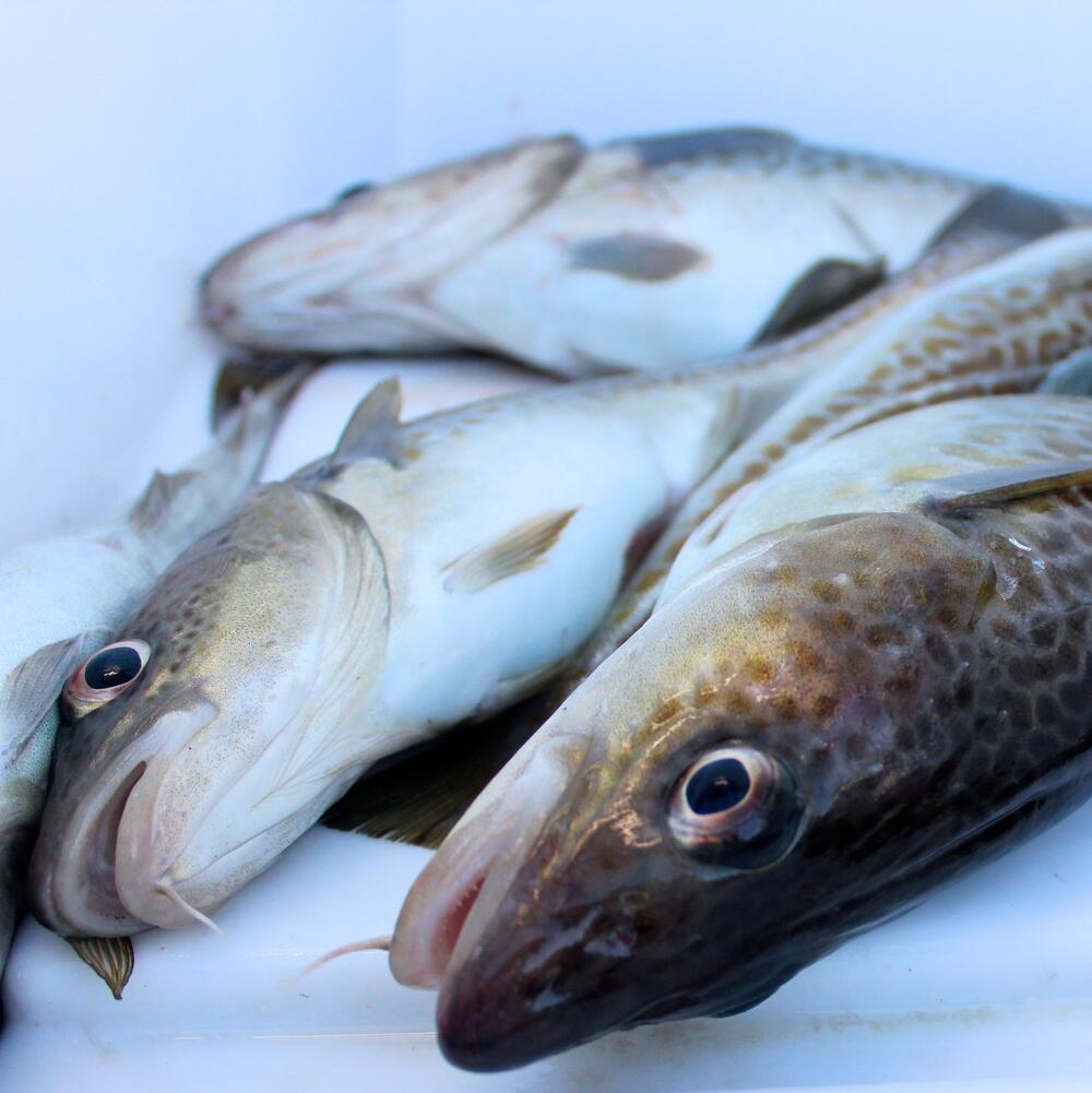 Schwermer_FischereiManagement © Heike Schwermer