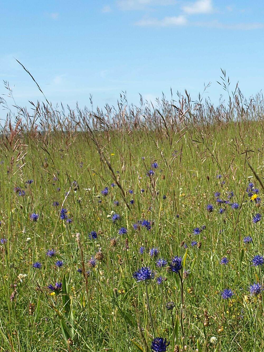 Montaner Kalkmagerrasen mit Blühaspekt der Kugeligen Teufelskralle (Phyteuma orbiculare) 