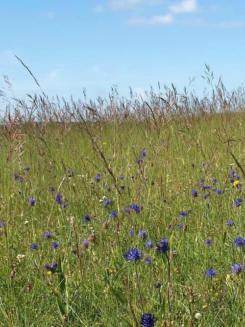 Montaner Kalkmagerrasen mit Blühaspekt der Kugeligen Teufelskralle (Phyteuma orbiculare) 