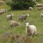 Schafe auf der DBU-Naturerbefläche Borkenberge © Tobias Leikauf/DBU Naturerbe