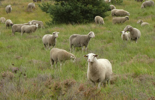 Schafe auf der DBU-Naturerbefläche Borkenberge © Tobias Leikauf/DBU Naturerbe