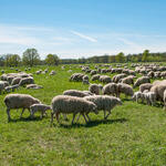 Schafe auf der DBU-Naturerbefläche Roßlauer Elbauen © Klaus-Peter Hurtig/ Bundesforst