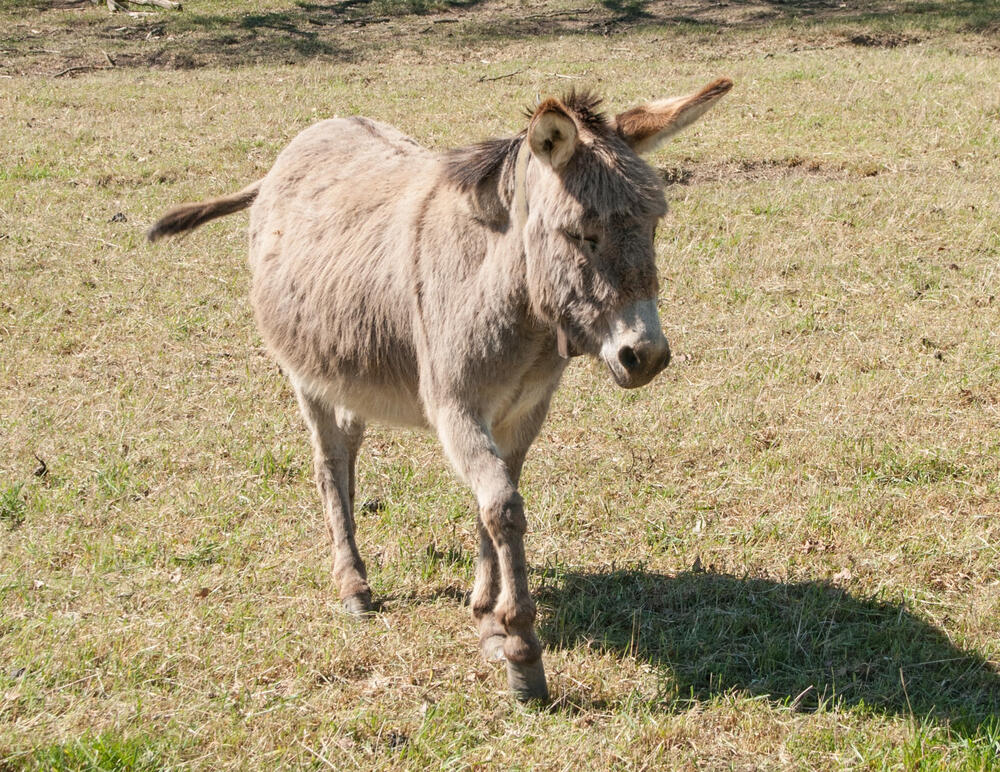 Esel auf der DBU-Naturerbefläche Roßlauer Elbauen  © Klaus-Peter Hurtig/ Bundesforst