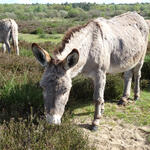 Esel auf der DBU-Naturerbefläche Wahner Heide © Dirk Ferber