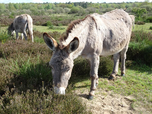 Esel auf der DBU-Naturerbefläche Wahner Heide © Dirk Ferber