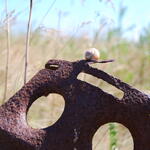 Landschnecke auf DBU-Naturerbefläche Peenemünde 