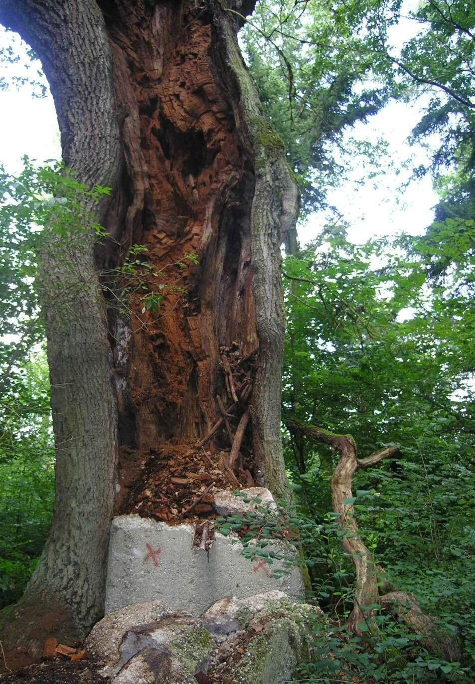Wahner Heide 1.000-jährige Eiche 