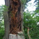 Wahner Heide 1.000-jährige Eiche 