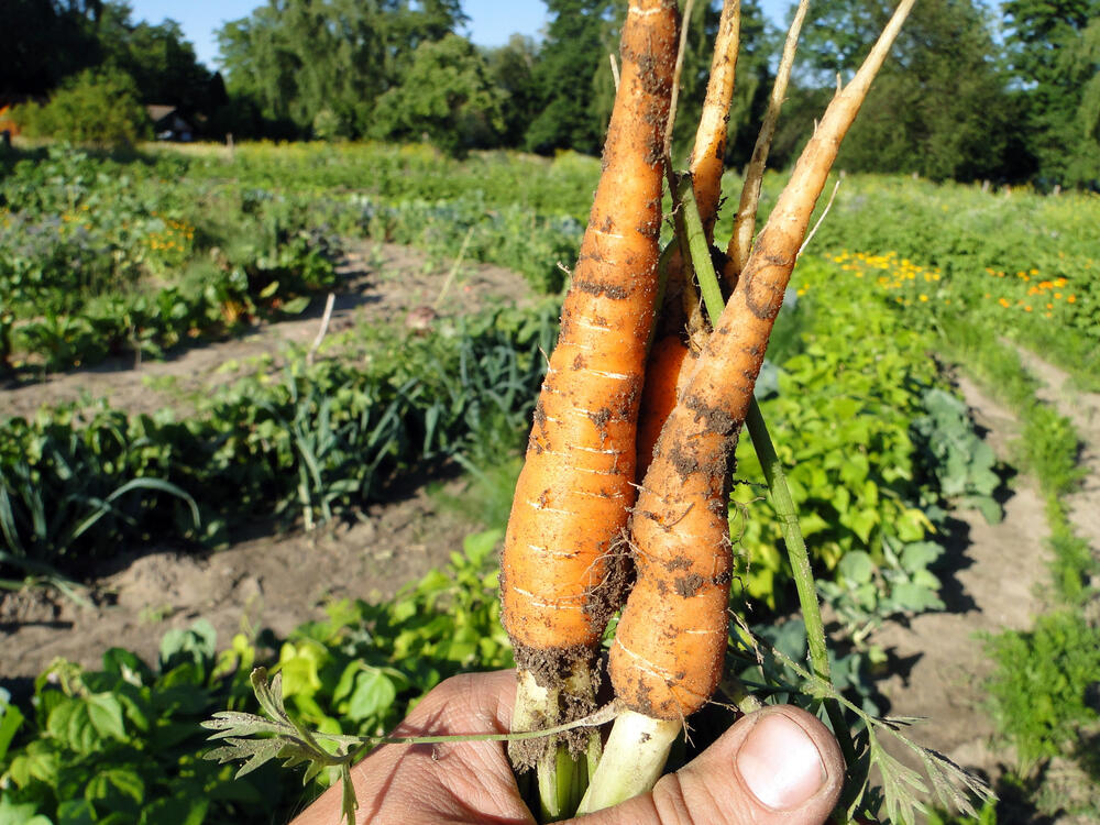 Feld Acker Möhren &copy; Max von Grafenstein