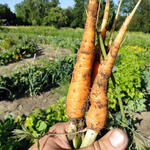 Feld Acker Möhren &copy; Max von Grafenstein