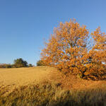 Altwarper Binnendüne  © Susanne Belting/DBU Naturerbe
