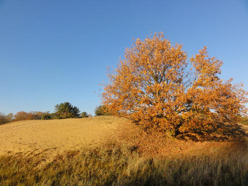 Altwarper Binnendüne  © Susanne Belting/DBU Naturerbe