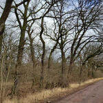 DBU-Naturerbefläche Biederitzer Busch © Michael Diekamp/DBU Naturerbe