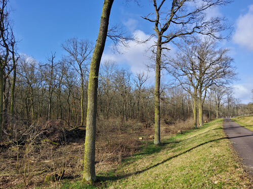 DBU-Naturerbefläche Biederitzer Busch © Michael Diekamp/DBU Naturerbe