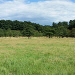 DBU-Naturerbefläche Wahner Heide © Charlotte Seifert/DBU Naturerbe