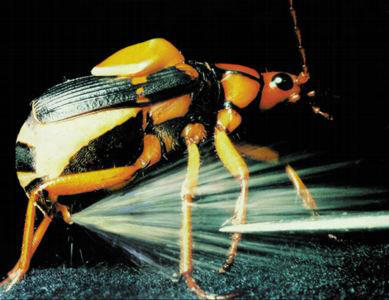 Bombardierkäfer 
