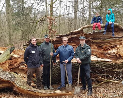 Junge Eiche Wahner Heide 