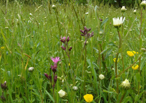 Flowering meadow, © NABU/Elisabeth Woesner © NABU/Elisabeth Woesner