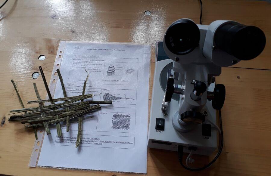 Pflanzenfastern © Marion Immel