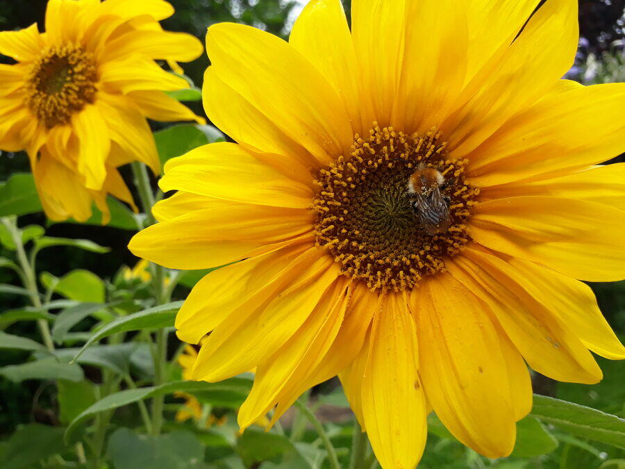 Bienenweide © Marion Immel