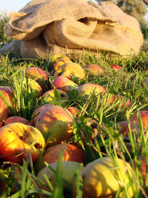 Sehen Sie selbst... &copy; mundraub