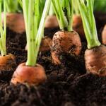 Möhrenanbau © Kesu01 - Getty Images