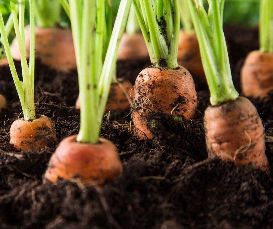 Möhrenanbau © Kesu01 - Getty Images