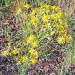 Jakobskreuzkraut © DBU/Jerrentrup