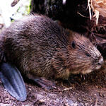 Biber &copy; Lorenz, Wolfgang/piclease