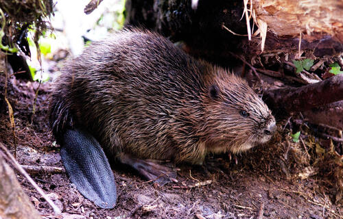 Biber &copy; Lorenz, Wolfgang/piclease