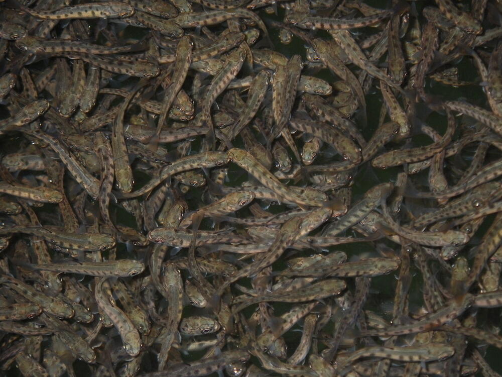 Sehen Sie selbst... &copy; Fischereiforschungsstelle des Landes Baden-Württemberg