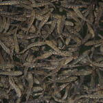 Sehen Sie selbst... &copy; Fischereiforschungsstelle des Landes Baden-Württemberg