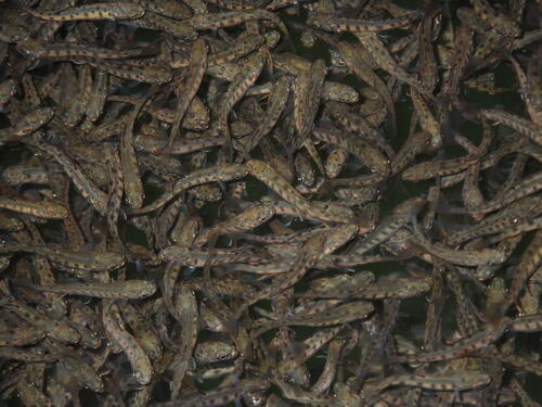 Sehen Sie selbst... &copy; Fischereiforschungsstelle des Landes Baden-Württemberg