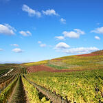 Herbstimpression/Weinberg &copy; Robert Dieth, Rheinhessenwein e.V.