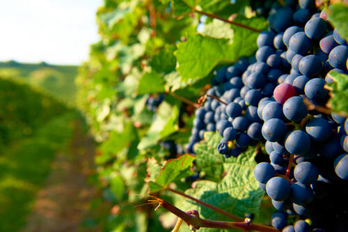 Dornfelder-Traube &copy; Robert Dieth, Rheinhessenwein e.V.