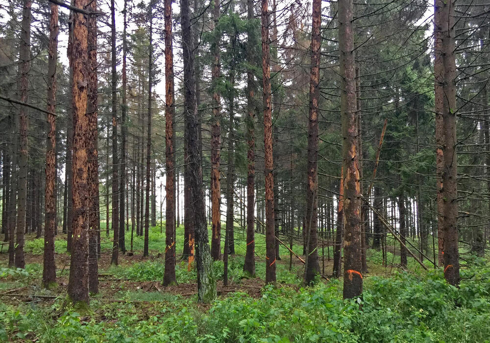  DBU-Naturerbefläche Lauterberg © Bundesforst Reußenberg 