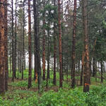  DBU-Naturerbefläche Lauterberg © Bundesforst Reußenberg 