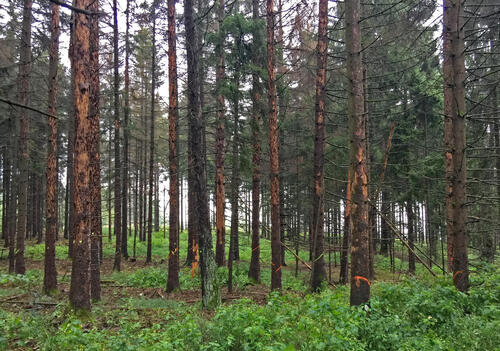  DBU-Naturerbefläche Lauterberg © Bundesforst Reußenberg 