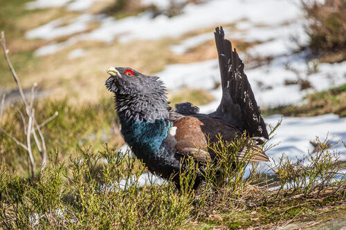 Auerhuhn © Herwig Winter/piclease